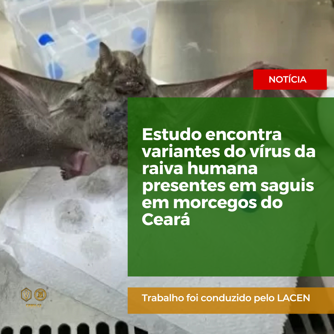 Noticia Diarias Post Feed Para Instagram Azul E Vermelho